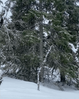 4082382C-B652-4113-B299-EC3F1BAEFD7F.gif