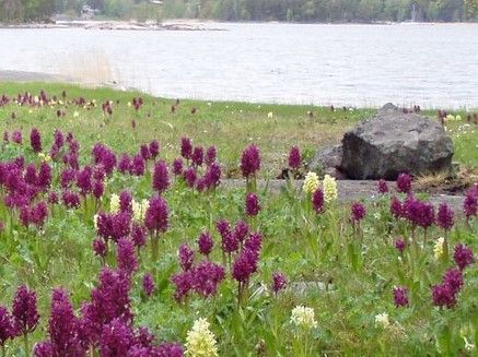 blommor.jpg