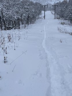 IMG_7526.jpeg