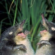 KasperFatting