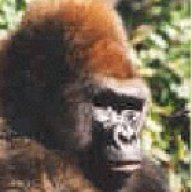 Gorillan