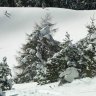 Callerud