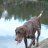 Bjorn_Westerlund