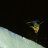 nicke_b
