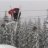 Larsssa