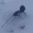 macce_lindwall
