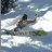 snowroller_soaf