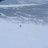 downhillkrille