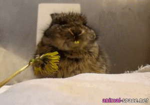 blomma2.gif