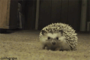 tumblr_lx6u5khE8W1r9x0sdo1_400.gif