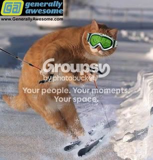 funny-cat-ski.jpg