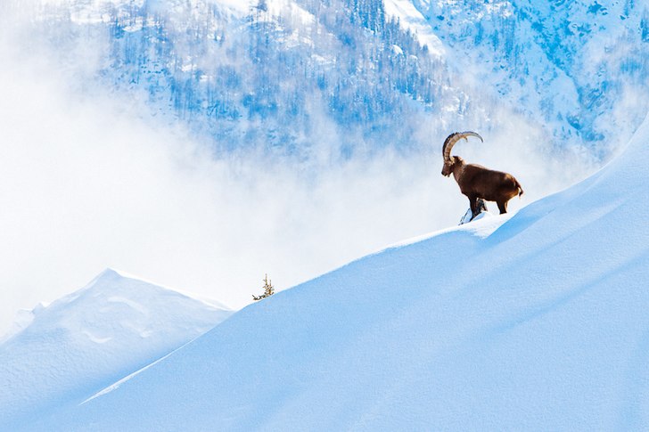Stenbock på en kam i Chamonix.. Photo: Magnus Sandström.