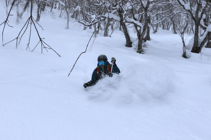 Puder i gles skog med austrliensiska guider.