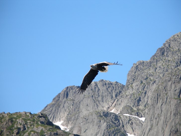 Havsörn nära trollfjorden. Photo: Gustaf Karlsson.