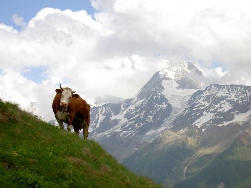 En ko i Schweiz.. Photo: Maria Wahlberg.