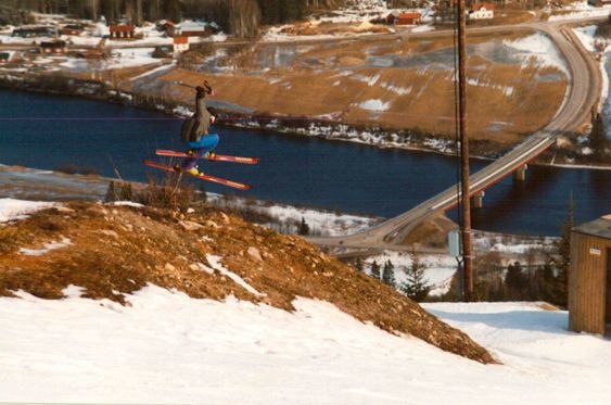 Photo: Anders Gåsste. Rider: Gabbe Gåsste.
