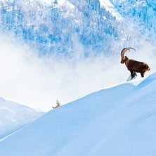 Stenbock p&aring; en kam i Chamonix.. Photo: Magnus Sandstr&ouml;m.