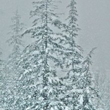 N&auml;r de sn&ouml;ar i Whistler... d&aring; sn&ouml;ar de ordentl. Photo: Simon Pont&eacute;r.