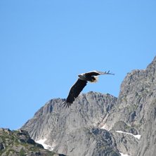 Havs&ouml;rn n&auml;ra trollfjorden. Photo: Gustaf Karlsson.