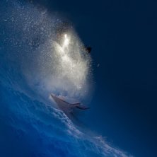Fj&auml;llfnosk. Photo: Anders Klapp. Rider: Fredrik Quistgaard.