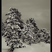 Photo: Peter Tannebo.