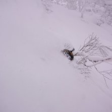 Deep Powder somewhere in Japan. Photo: Stuart. Rider: Andreas Ericson.