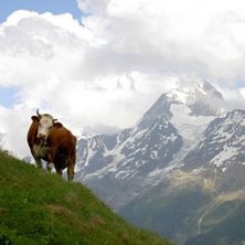 En ko i Schweiz.. Photo: Maria Wahlberg.
