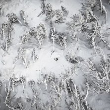 Skogs&aring;kning med Japan-k&auml;nsla i T&auml;nndalen.. Photo: Petter Elfsberg.